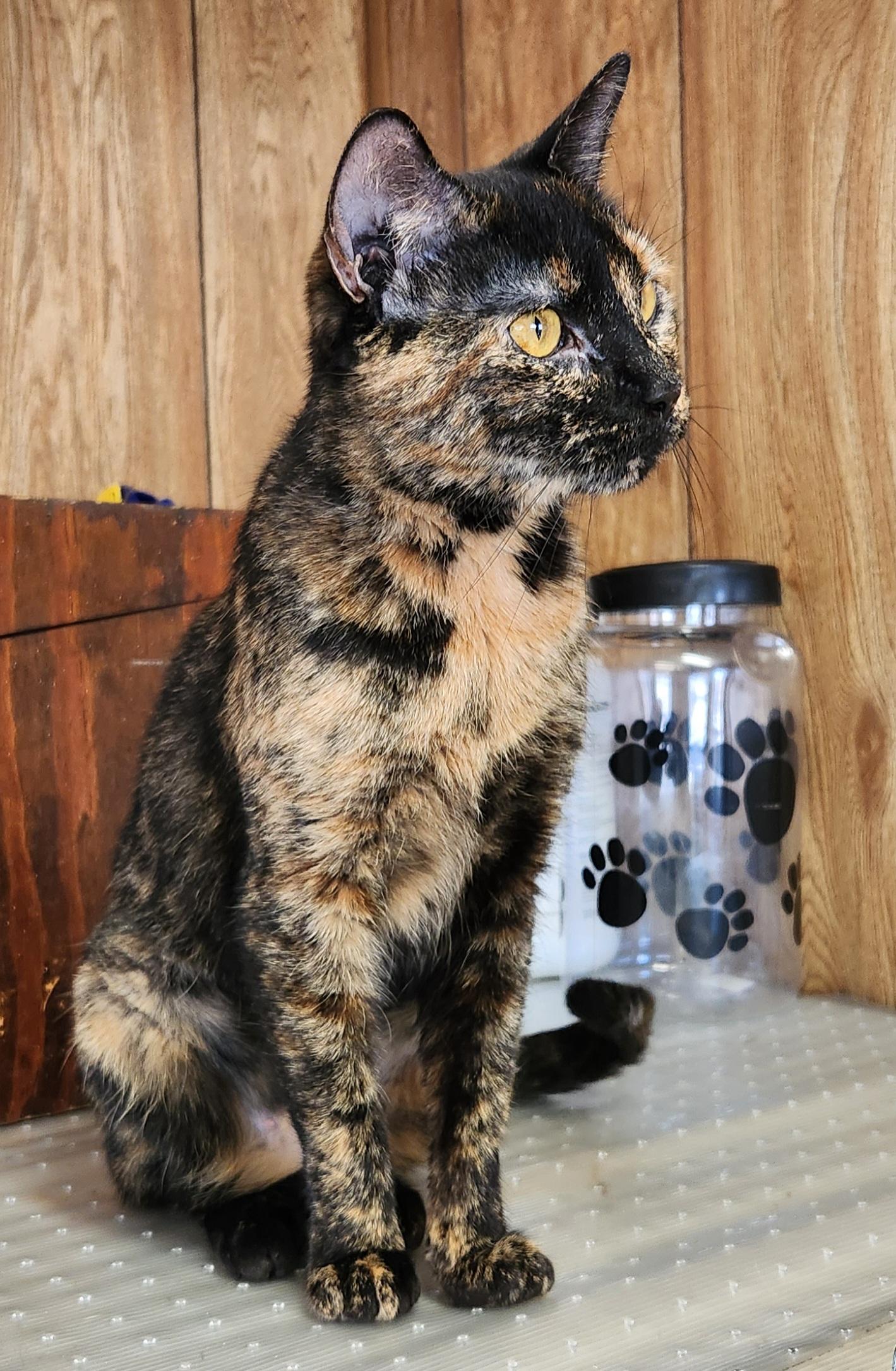 Enlarge Keisha, a ADOPTABLE Tortoiseshell in Linden, NJ image 1/5