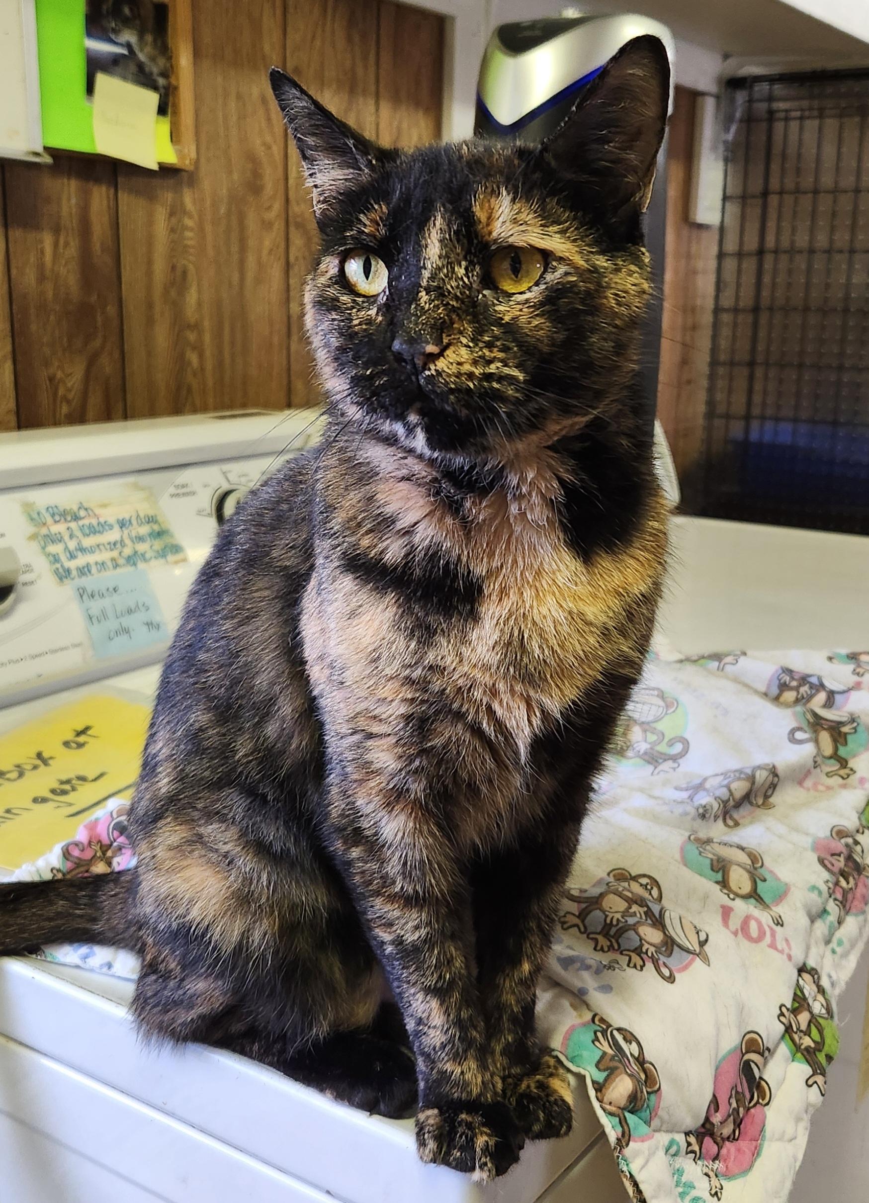 Enlarge Keisha, a ADOPTABLE Tortoiseshell in Linden, NJ image 4/5