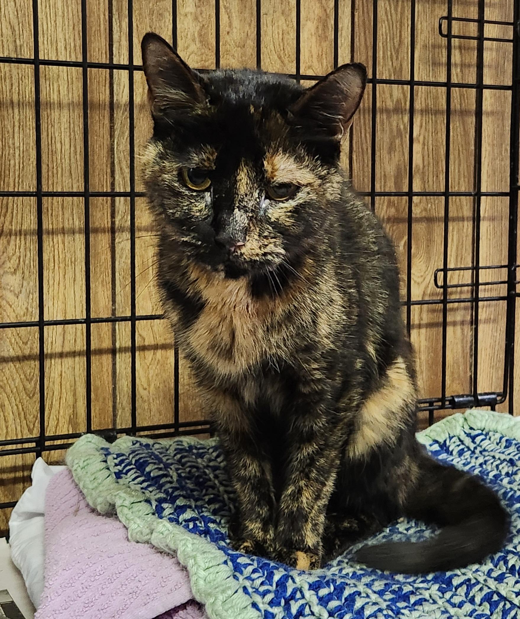 Enlarge Keisha, a ADOPTABLE Tortoiseshell in Linden, NJ image 2/5