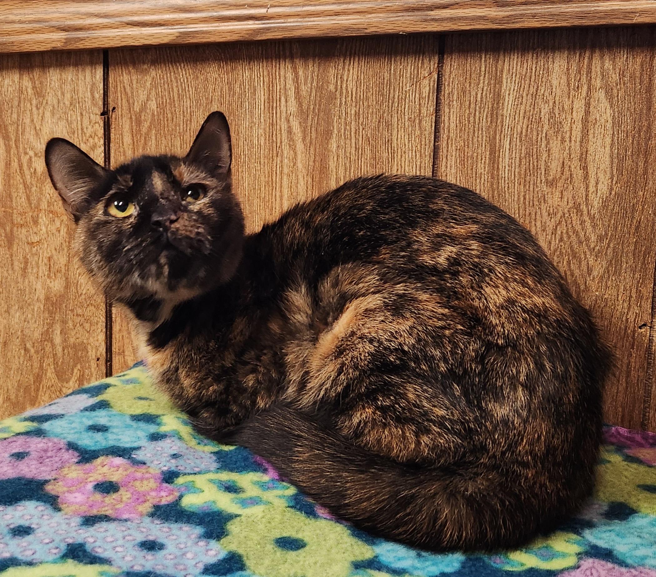 Enlarge Keisha, a ADOPTABLE Tortoiseshell in Linden, NJ image 4/5