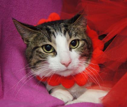 Enlarge Mary Kate, an adoptable Domestic Short Hair in Syracuse, NY image 1/1