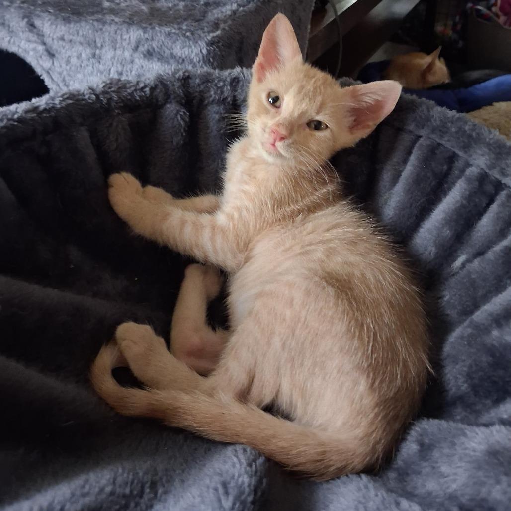 Indigo, Adoptable, Kitten Male Domestic Short Hair.