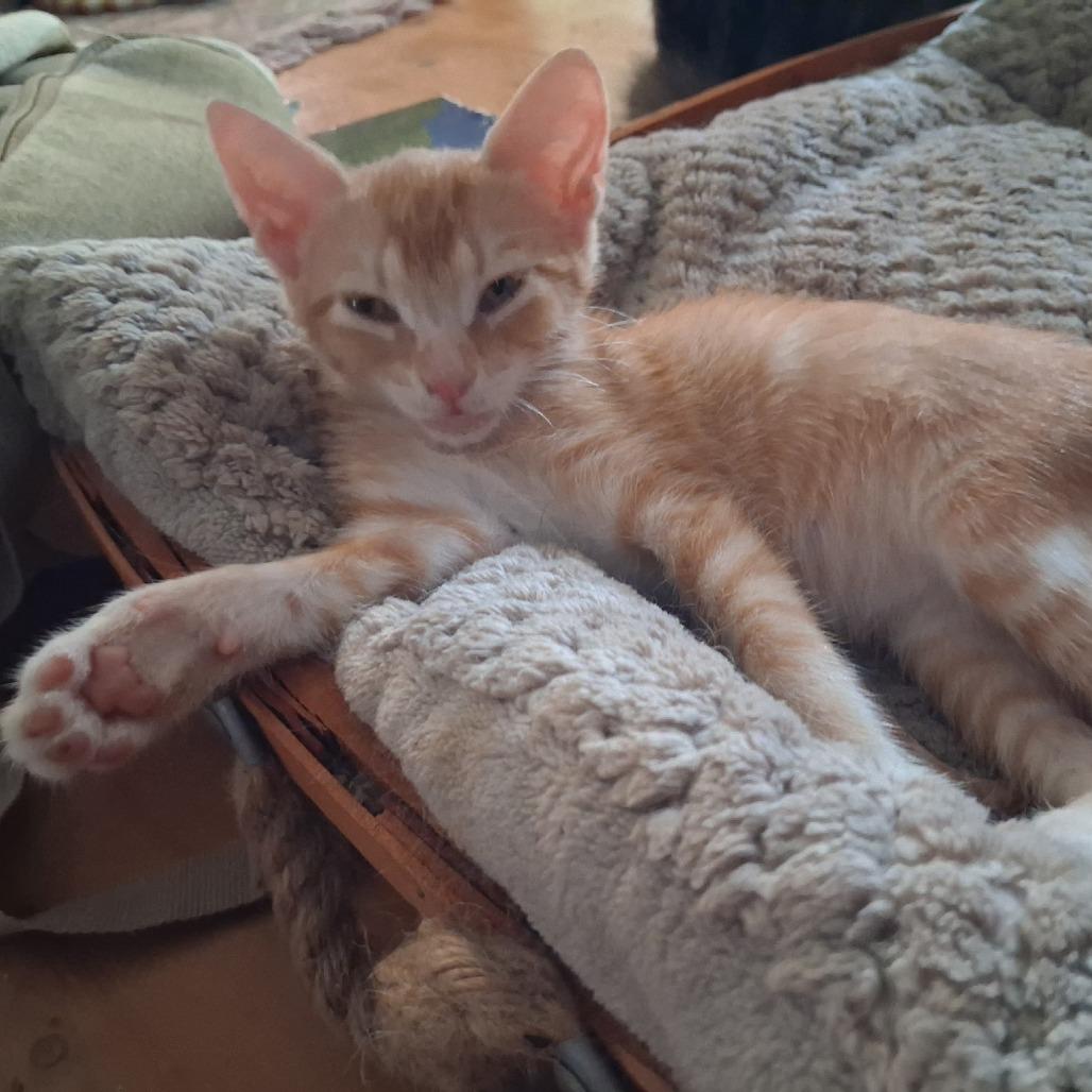 Enlarge Indigo, a Adoptable Domestic Short Hair in Springfield, IL image 2/2