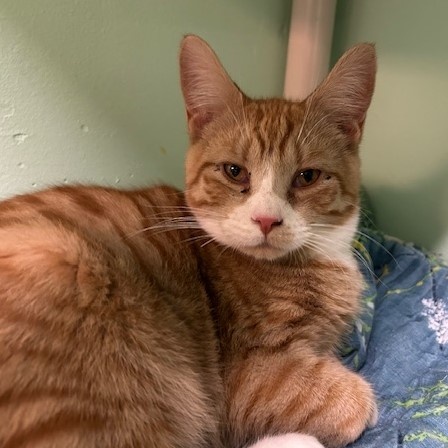 Shay, an adopted Domestic Short Hair in Juneau, AK_image-1