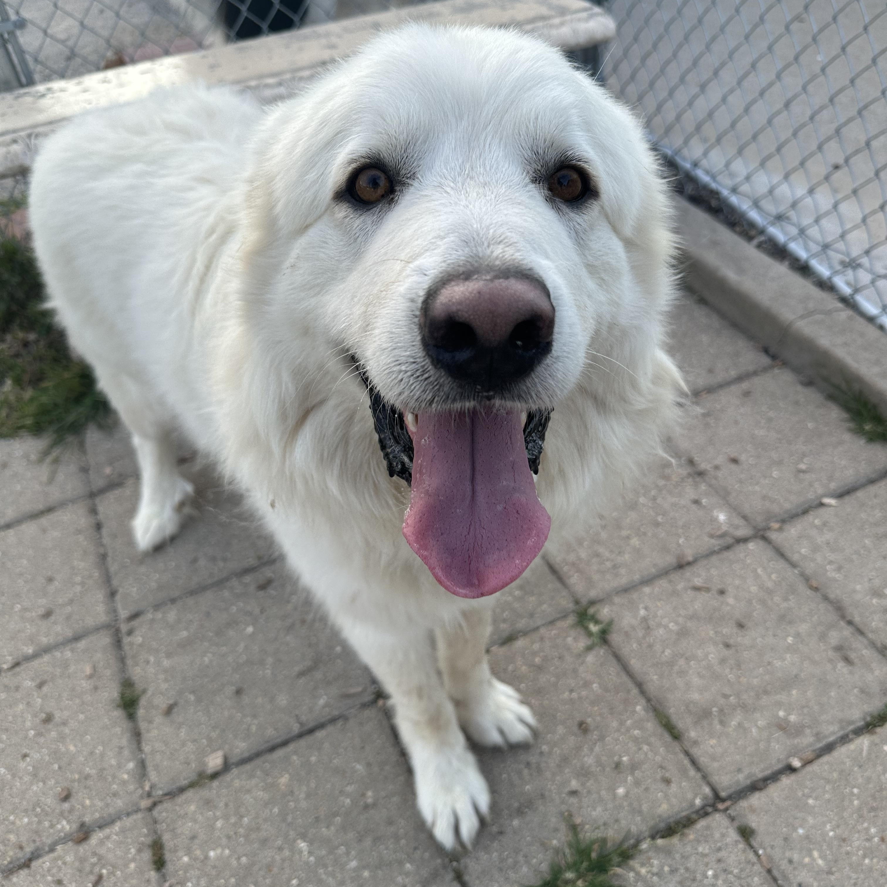 Koda, a ADOPTABLE Great Pyrenees in Pacific, MO image 2/3