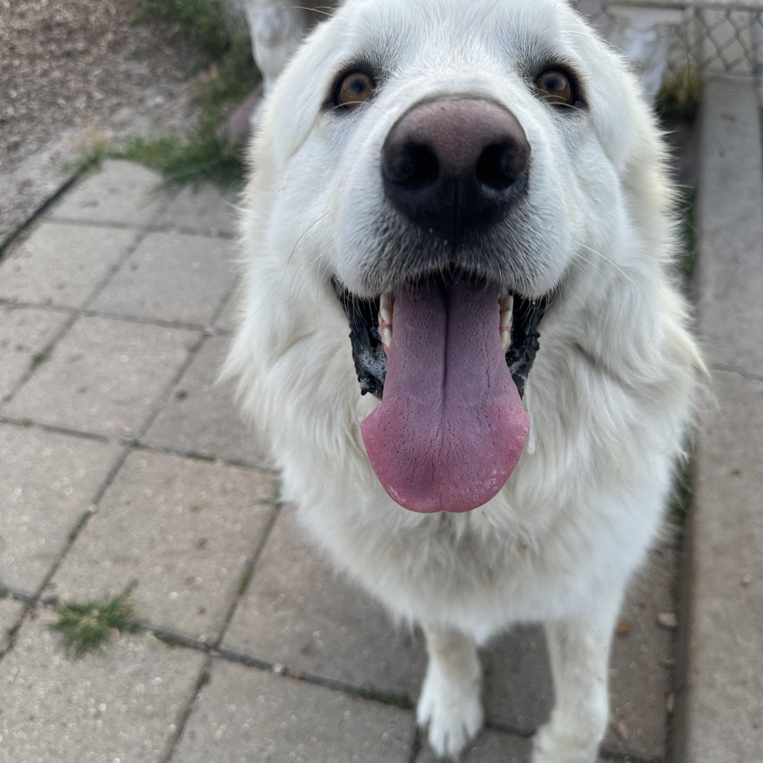 Koda, a ADOPTABLE Great Pyrenees in Pacific, MO image 3/3