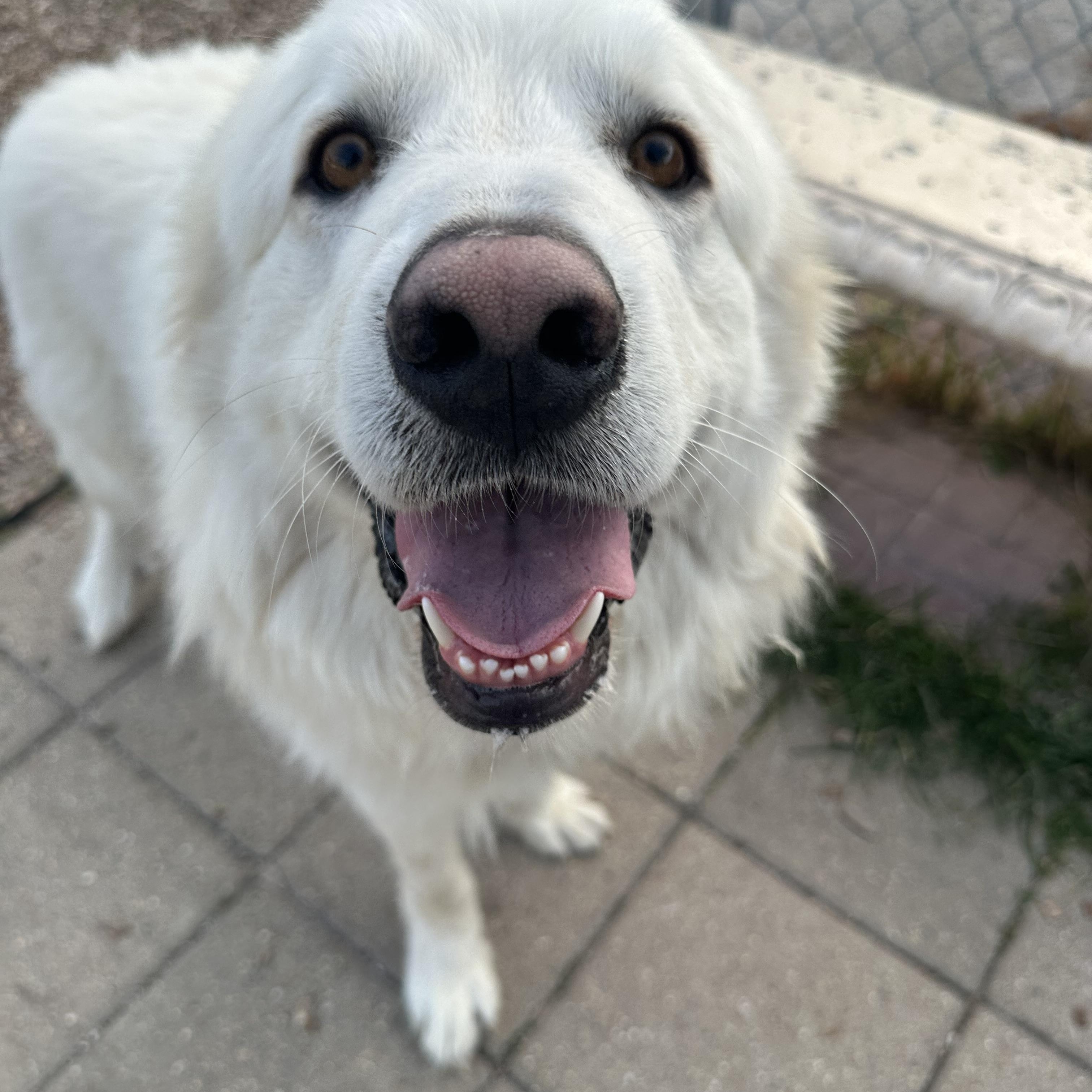 Koda, ADOPTABLE, Adult Male Great Pyrenees.