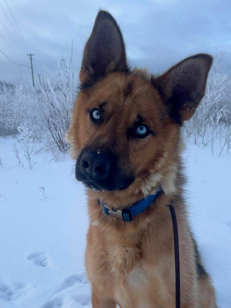 Enlarge Dill Pickle, a Adoptable mixed breed in Yellowknife, NT image 3/4