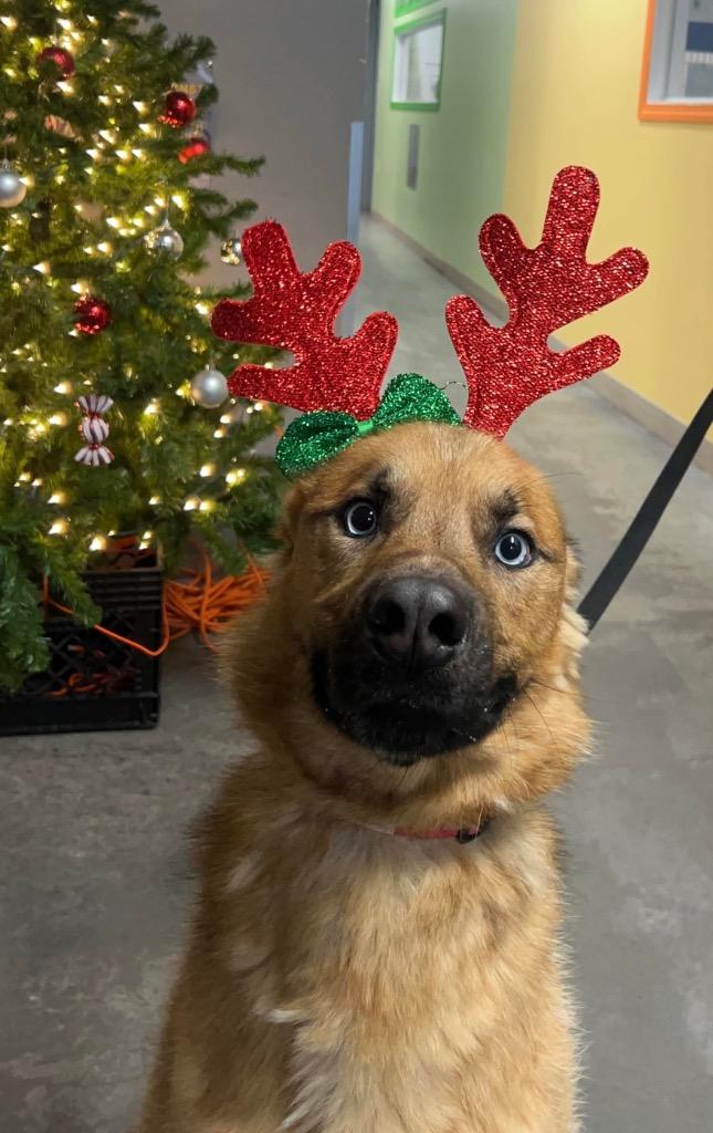 Enlarge Dill Pickle, a Adoptable mixed breed in Yellowknife, NT image 4/4