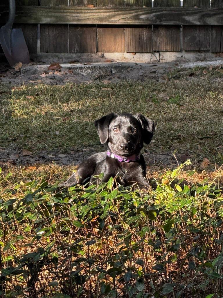 Enlarge Cinnamon, a Adoptable mixed breed in Orlando, FL image 1/3