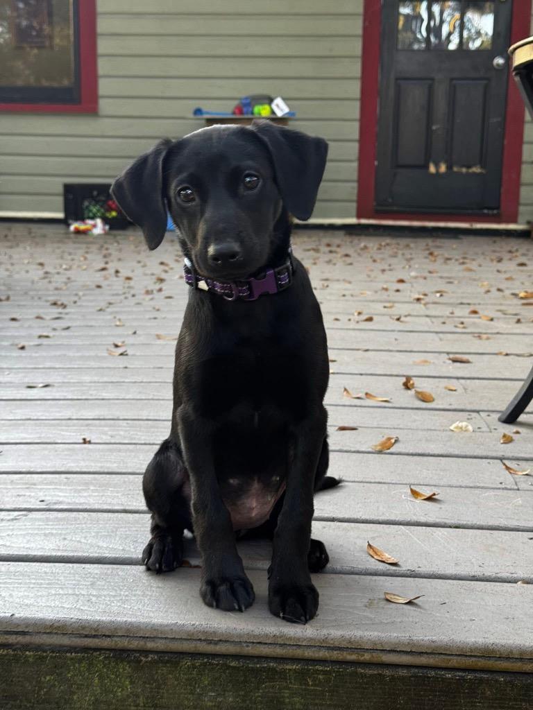 Enlarge Cinnamon, a Adoptable mixed breed in Orlando, FL image 2/3