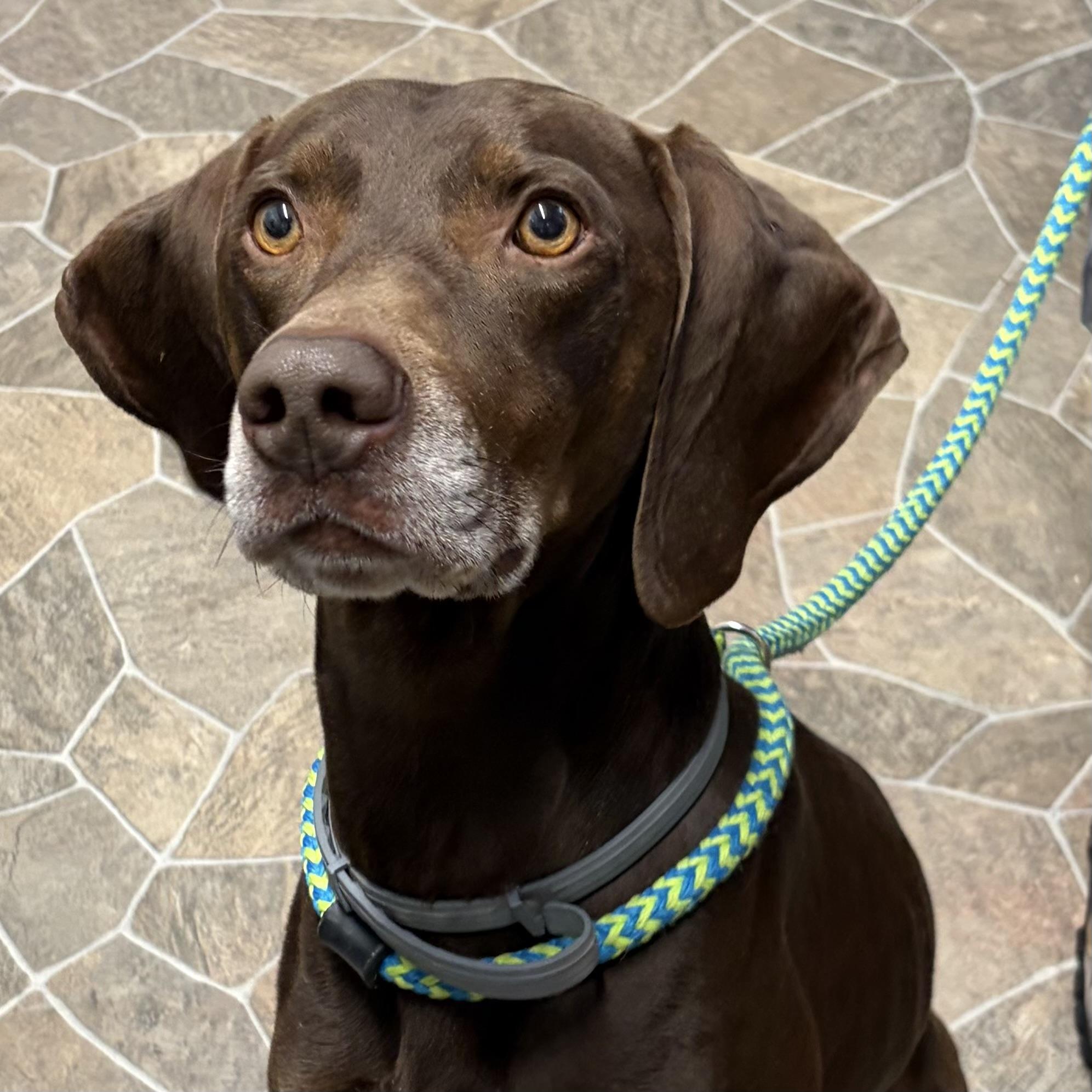 Enlarge Drago, a Adoptable mixed breed in White Stone, VA image 1/6