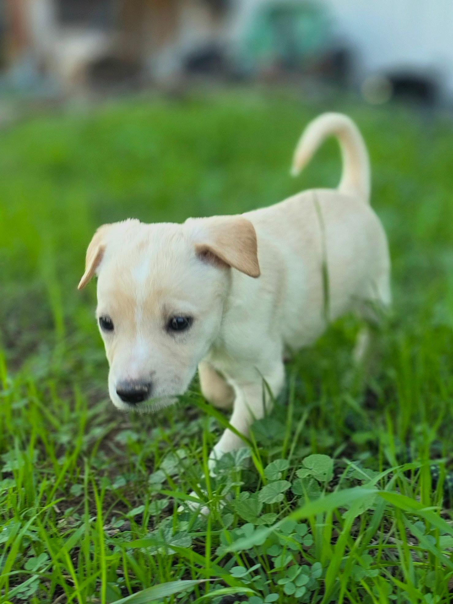 Coconut, ADOPTABLE, Young Female Labrador Retriever.