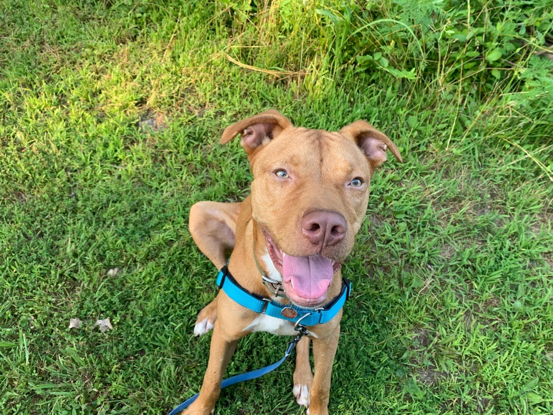 Gunner, an adoptable Vizsla in Rogers, AR, 72756 | Photo Image 2