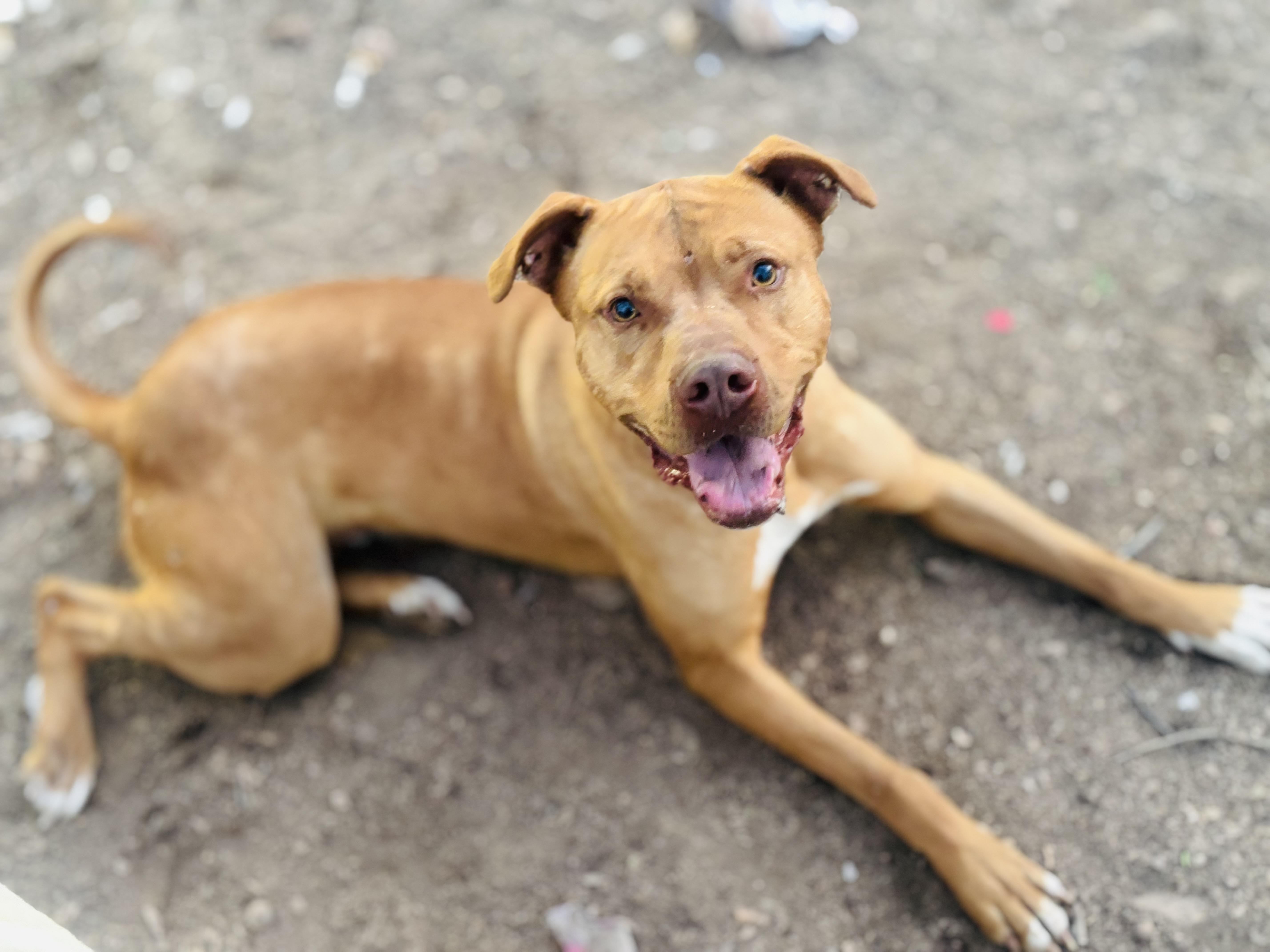 Gunner, an adoptable Vizsla in Rogers, AR, 72756 | Photo Image 1