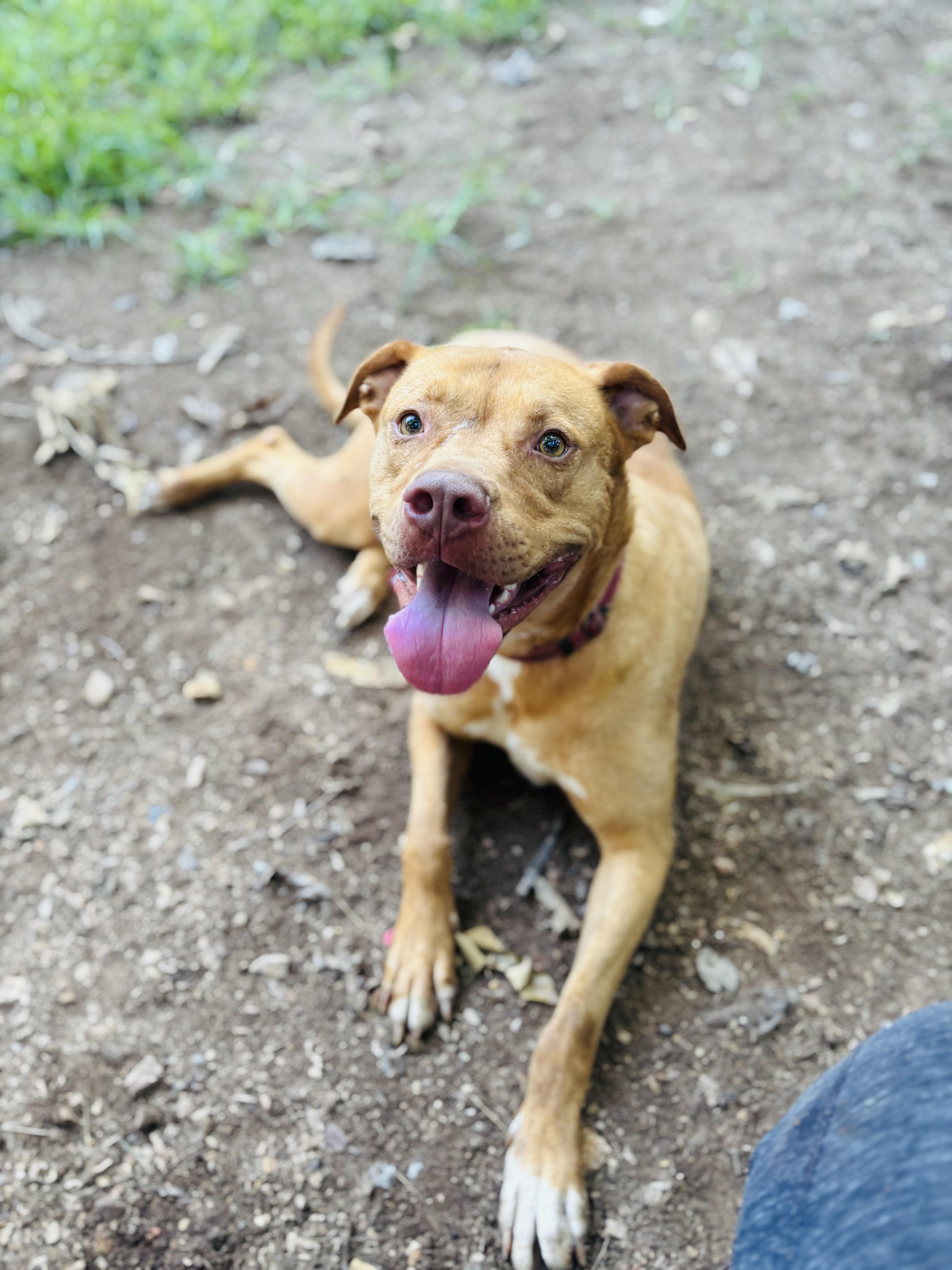 Gunner, an adoptable Vizsla in Rogers, AR, 72756 | Photo Image 3