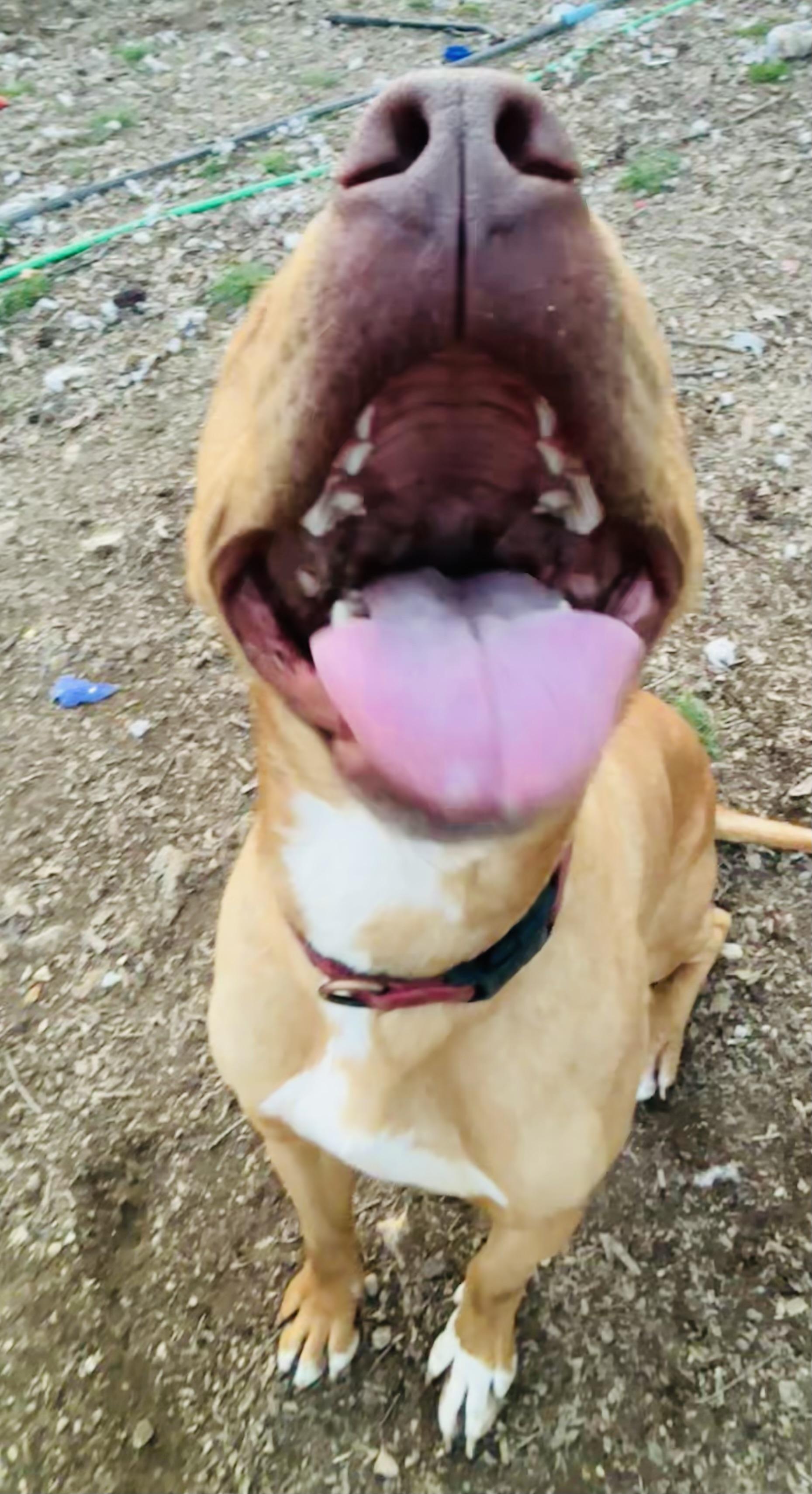 Gunner, an adoptable Vizsla in Rogers, AR, 72756 | Photo Image 4
