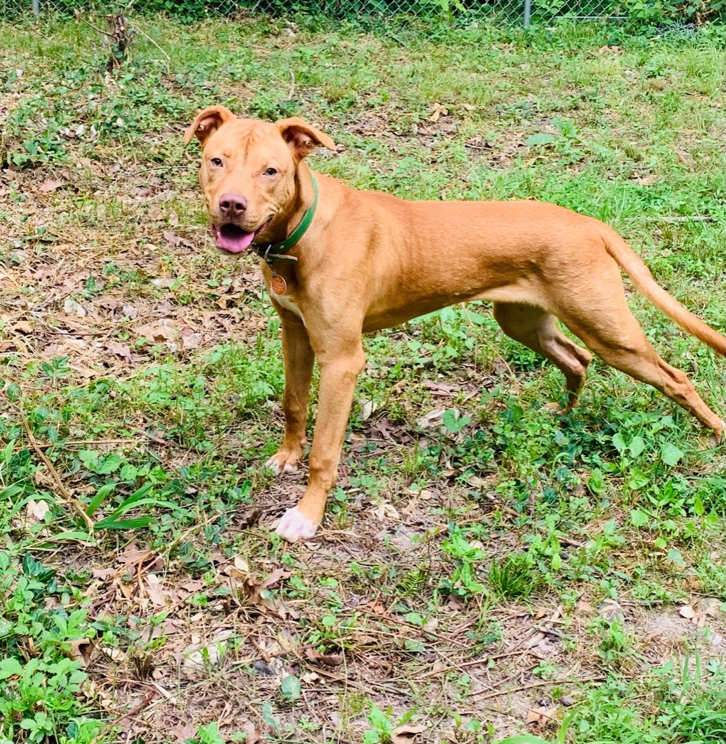 Gunner, an adoptable Vizsla in Rogers, AR, 72756 | Photo Image 5