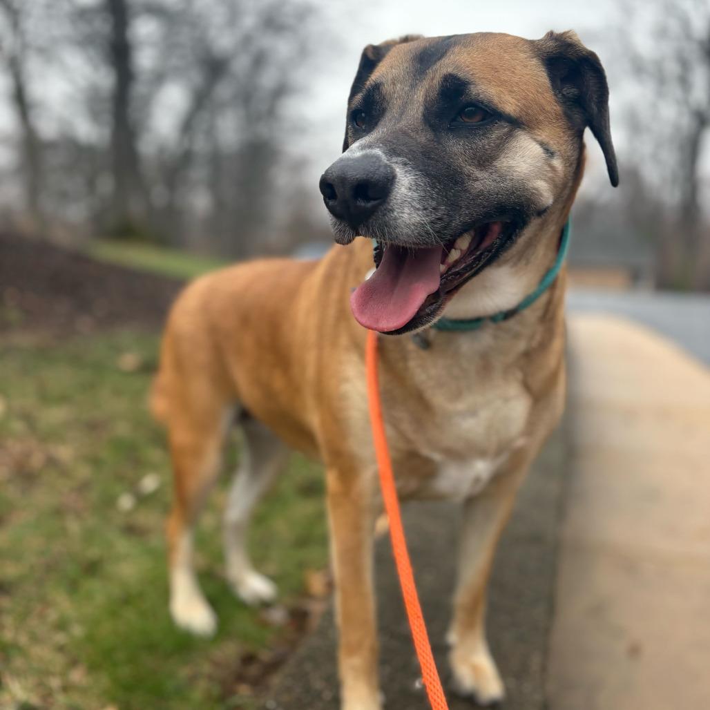 Smokey, Adoptable, Adult Female Hound.