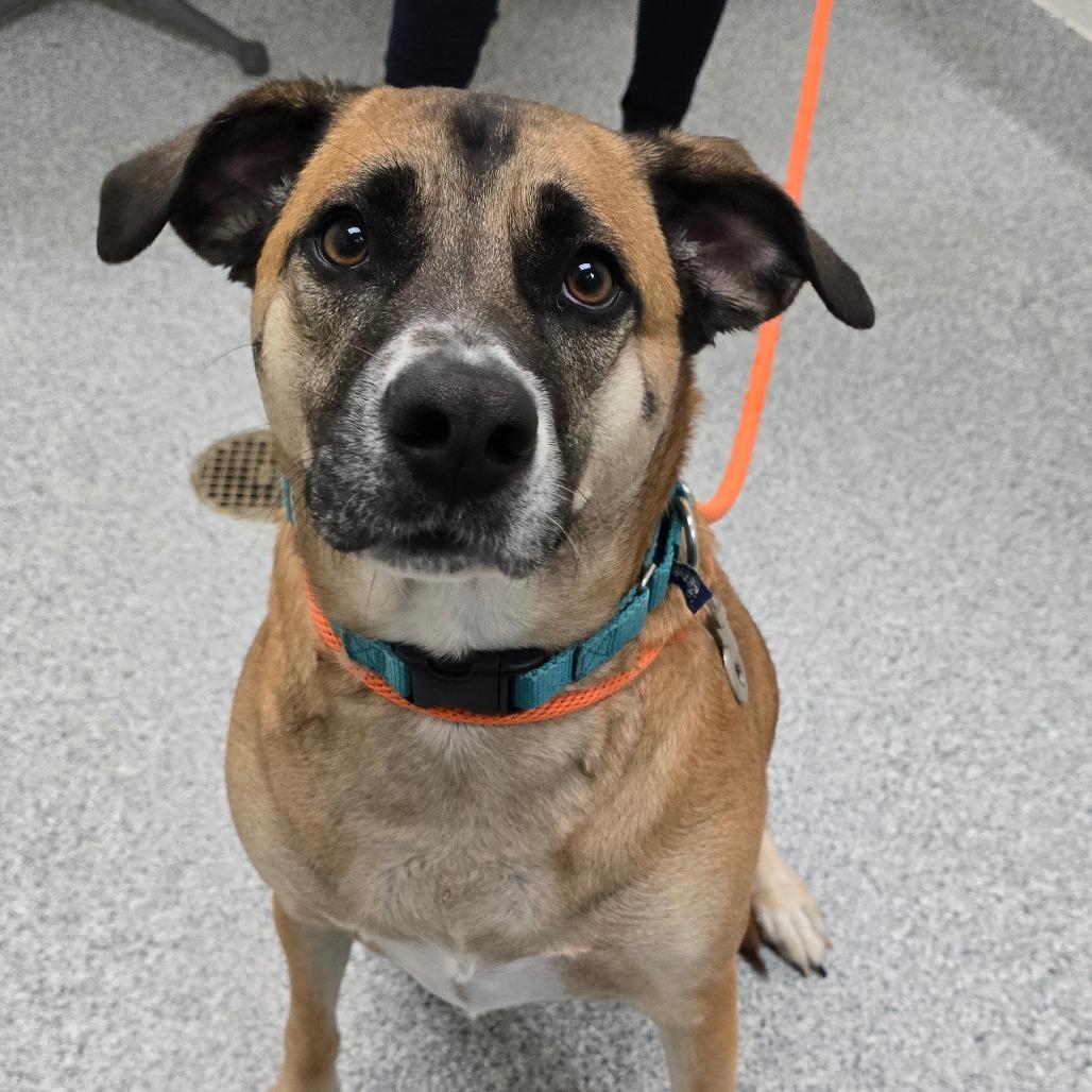 Enlarge Smokey, a Adoptable Hound in Grand Rapids, MI image 2/5