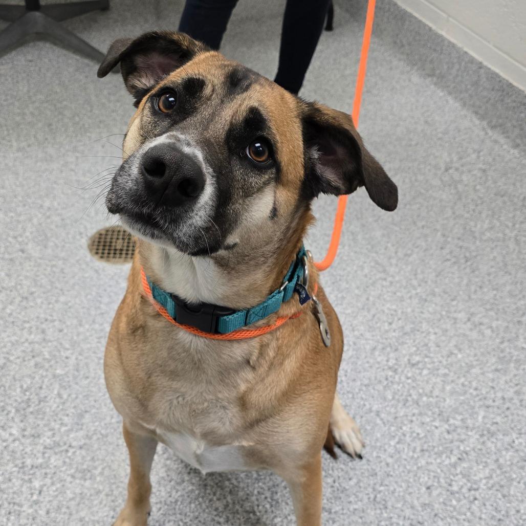 Enlarge Smokey, a Adoptable Hound in Grand Rapids, MI image 3/5