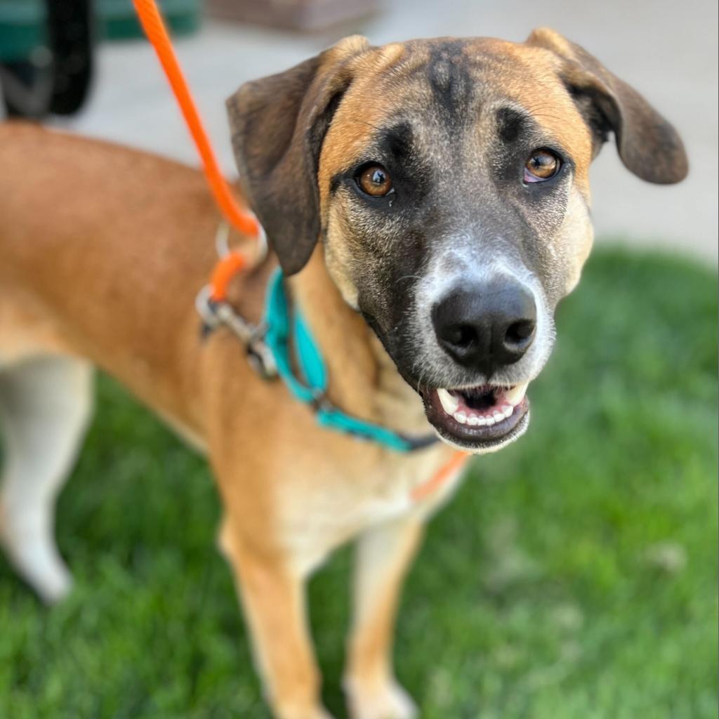 Enlarge Smokey, a Adoptable Hound in Grand Rapids, MI image 4/5