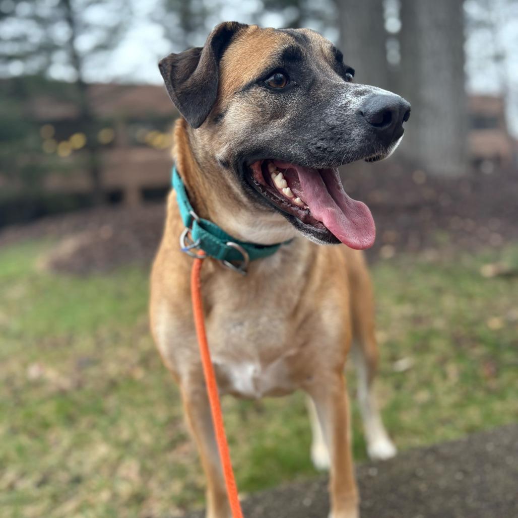 Enlarge Smokey, a Adoptable Hound in Grand Rapids, MI image 5/5