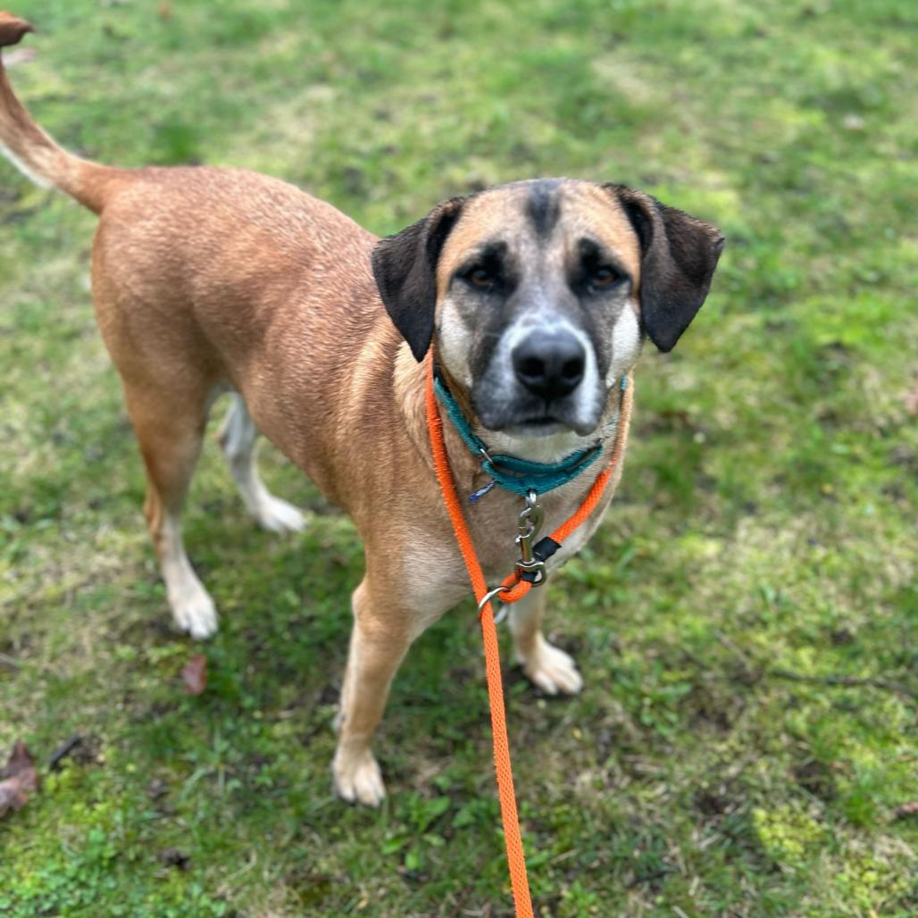 Enlarge Smokey, a Adoptable Hound in Grand Rapids, MI image 6/6