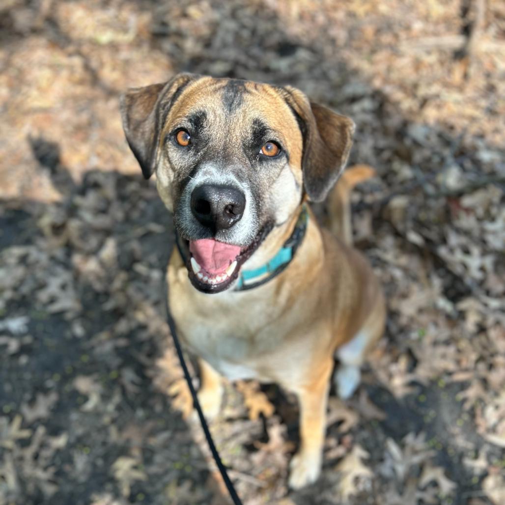 Smokey - In Foster, a Adoptable Hound in Grand Rapids, MI image 6/6