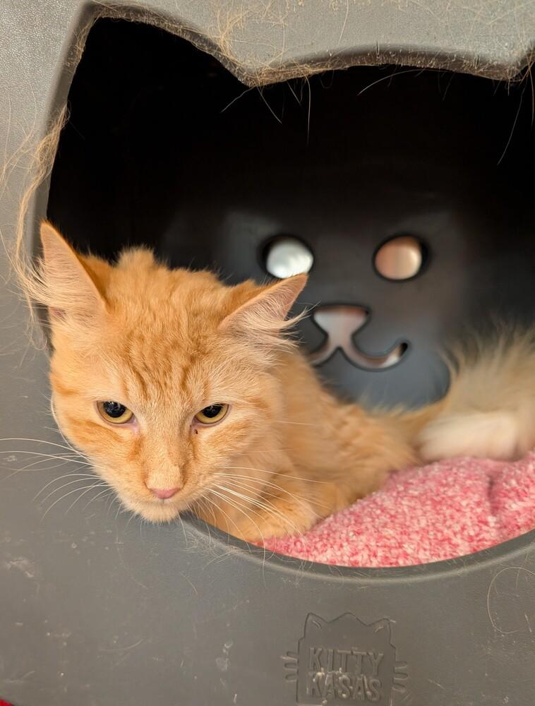 Hobbes, Adoptable, Young Male Domestic Long Hair.
