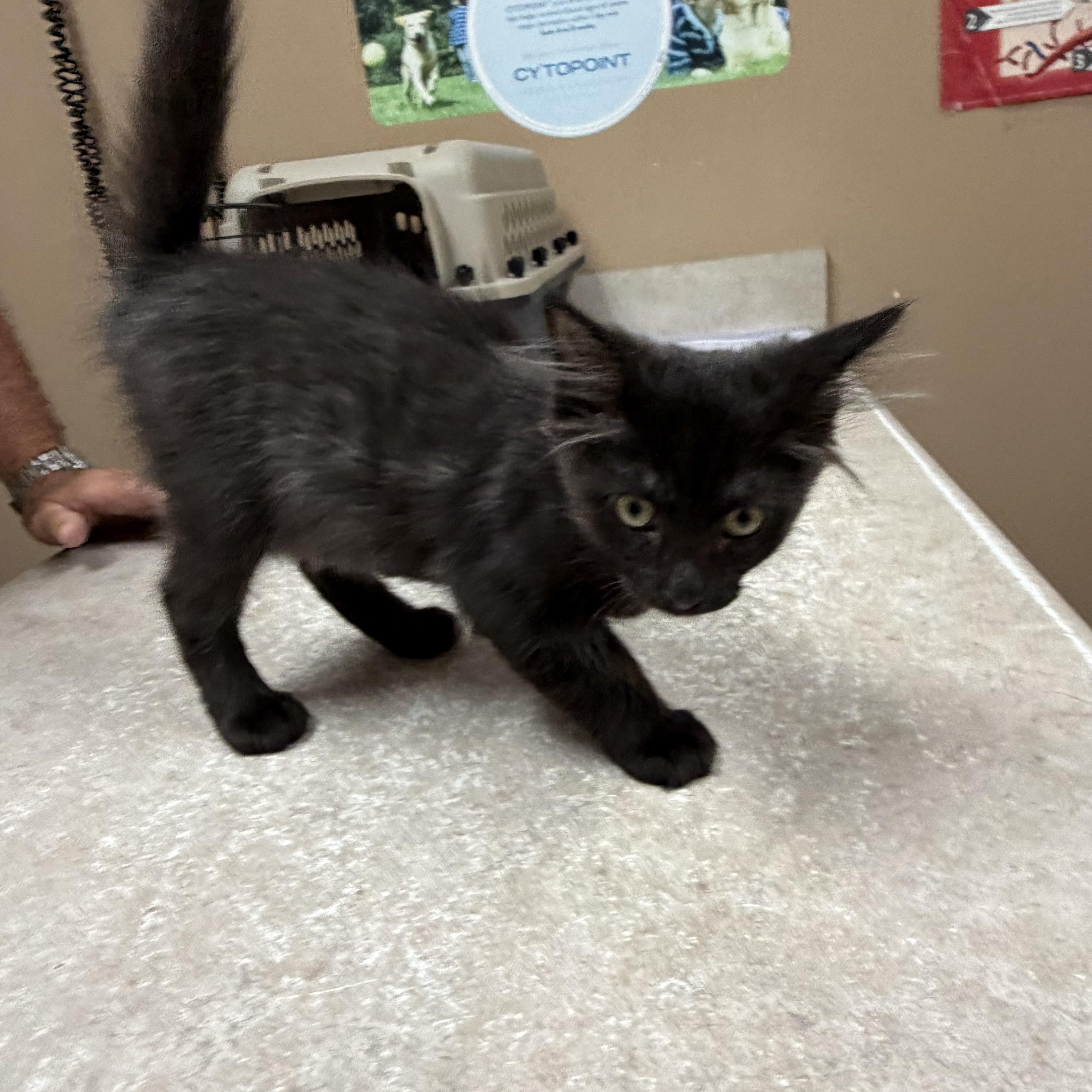 Beau, a ADOPTABLE mixed breed in Omaha, NE image 4/4