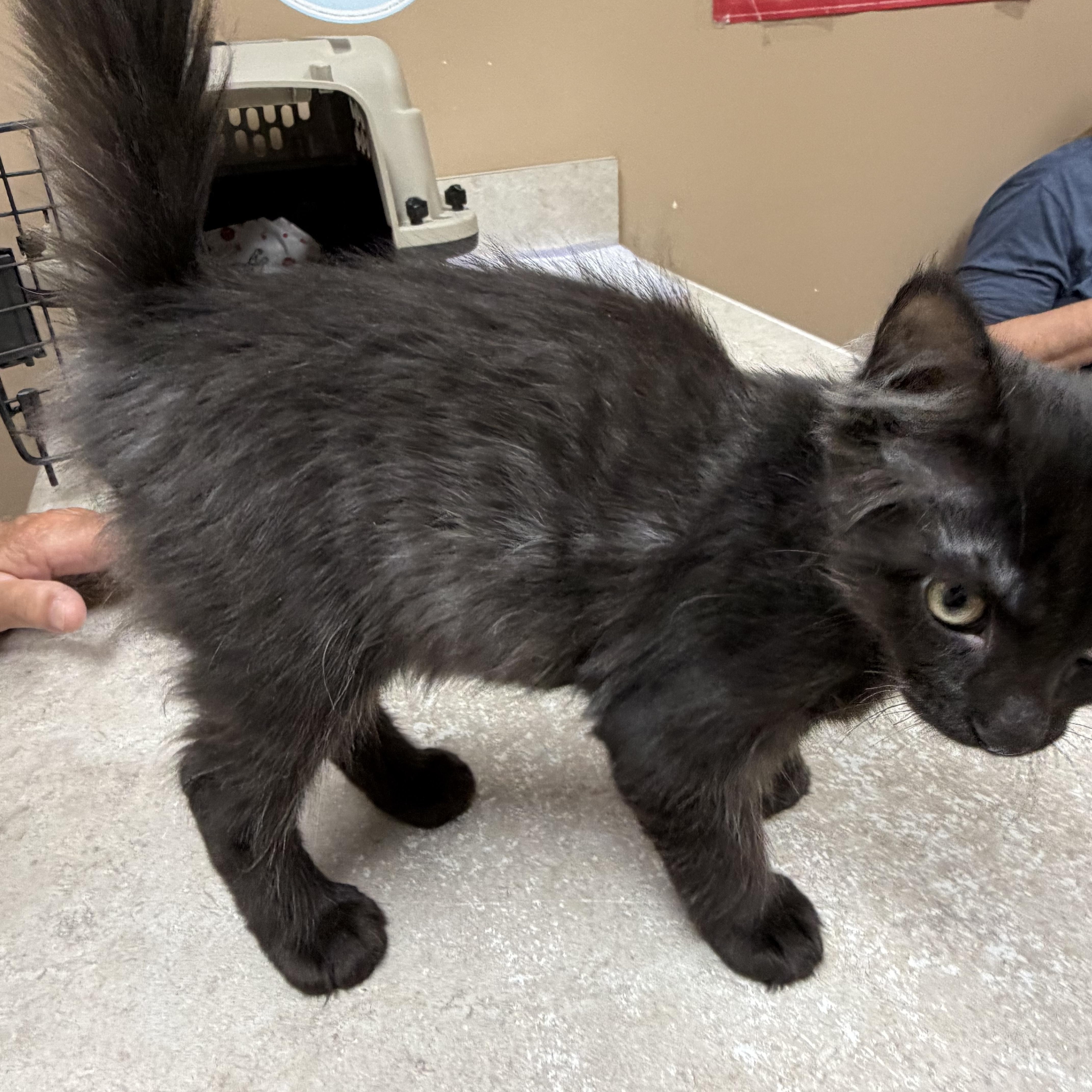 Beau, ADOPTABLE, Kitten Male Domestic Medium Hair & Tabby.