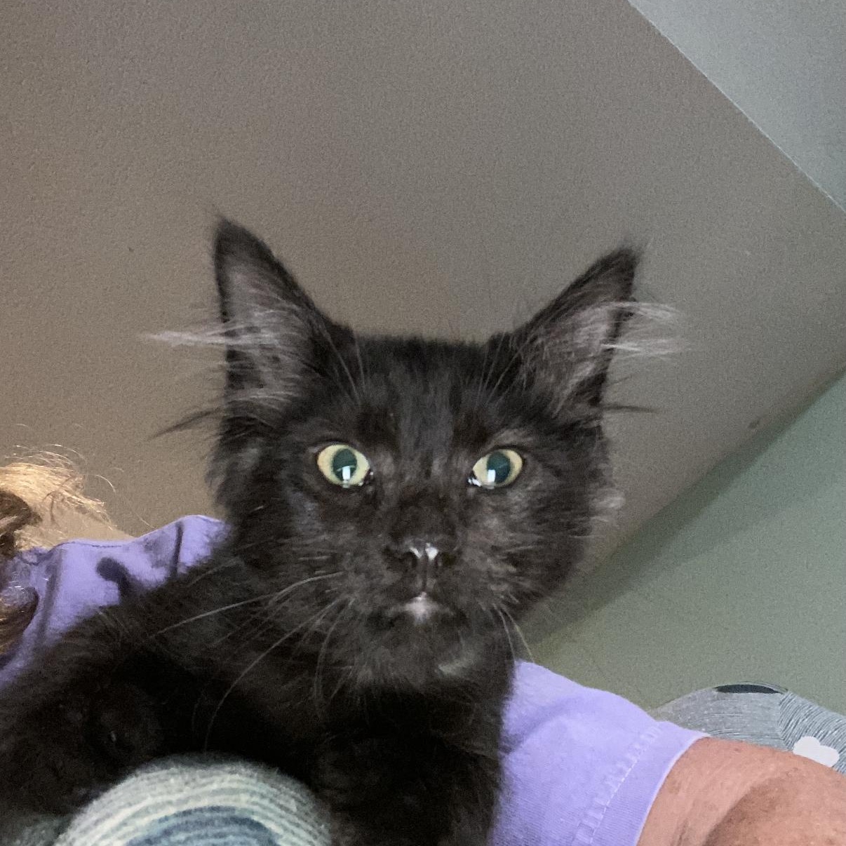 Beau, a ADOPTABLE mixed breed in Omaha, NE image 3/4