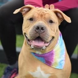 Enlarge Ginger, a Adopted mixed breed in Prospect, CT image 1/5