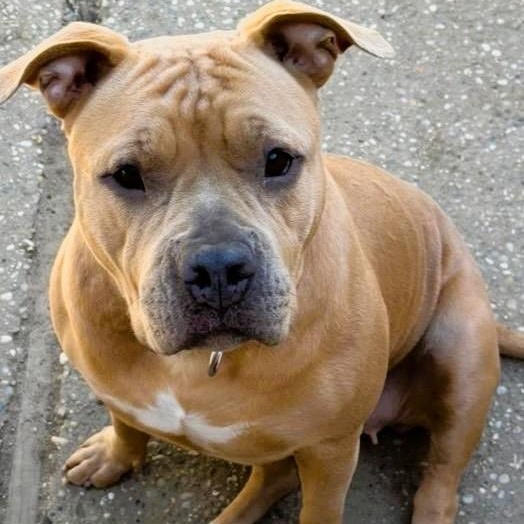 Enlarge Ginger, a Adopted mixed breed in Prospect, CT image 2/5