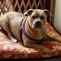 Enlarge Ginger, a Adopted mixed breed in Prospect, CT image 3/5