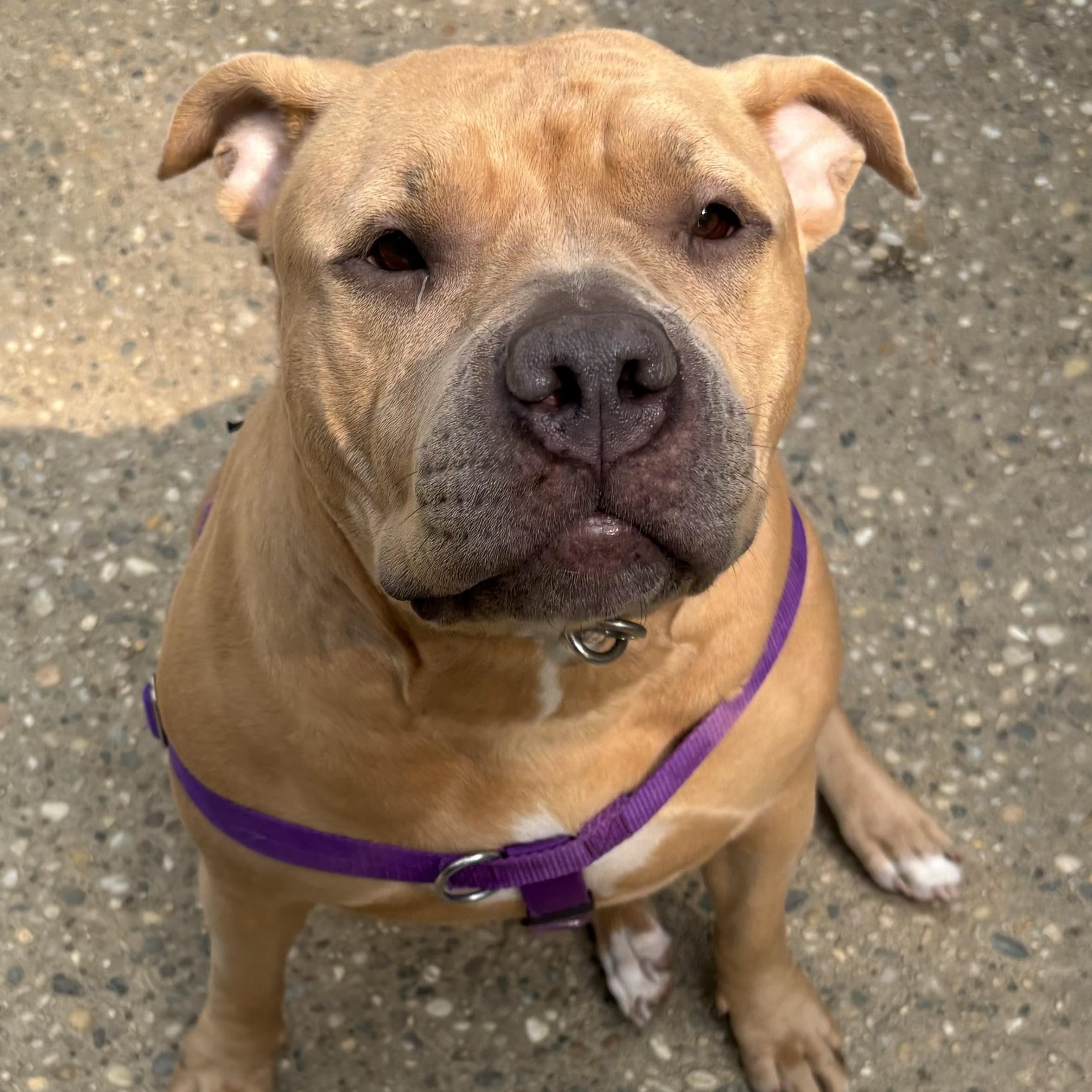 Enlarge Ginger, a Adopted mixed breed in Prospect, CT image 4/5