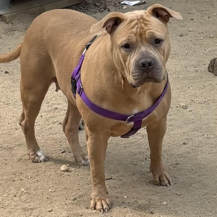 Enlarge Ginger, a Adopted mixed breed in Prospect, CT image 5/5