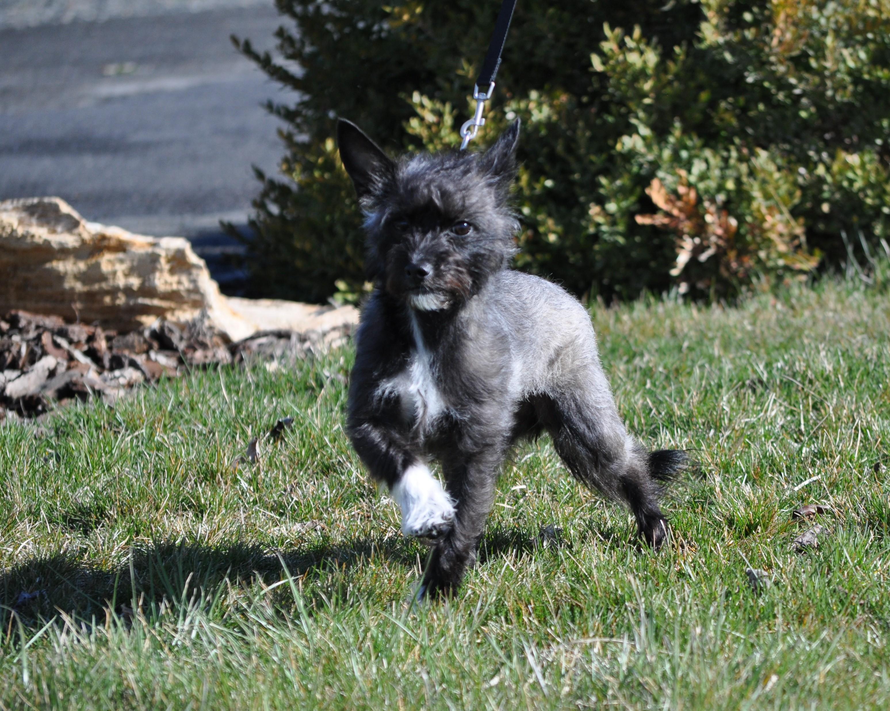 Zoe, a ADOPTABLE mixed breed in Union Gap, WA image 5/6