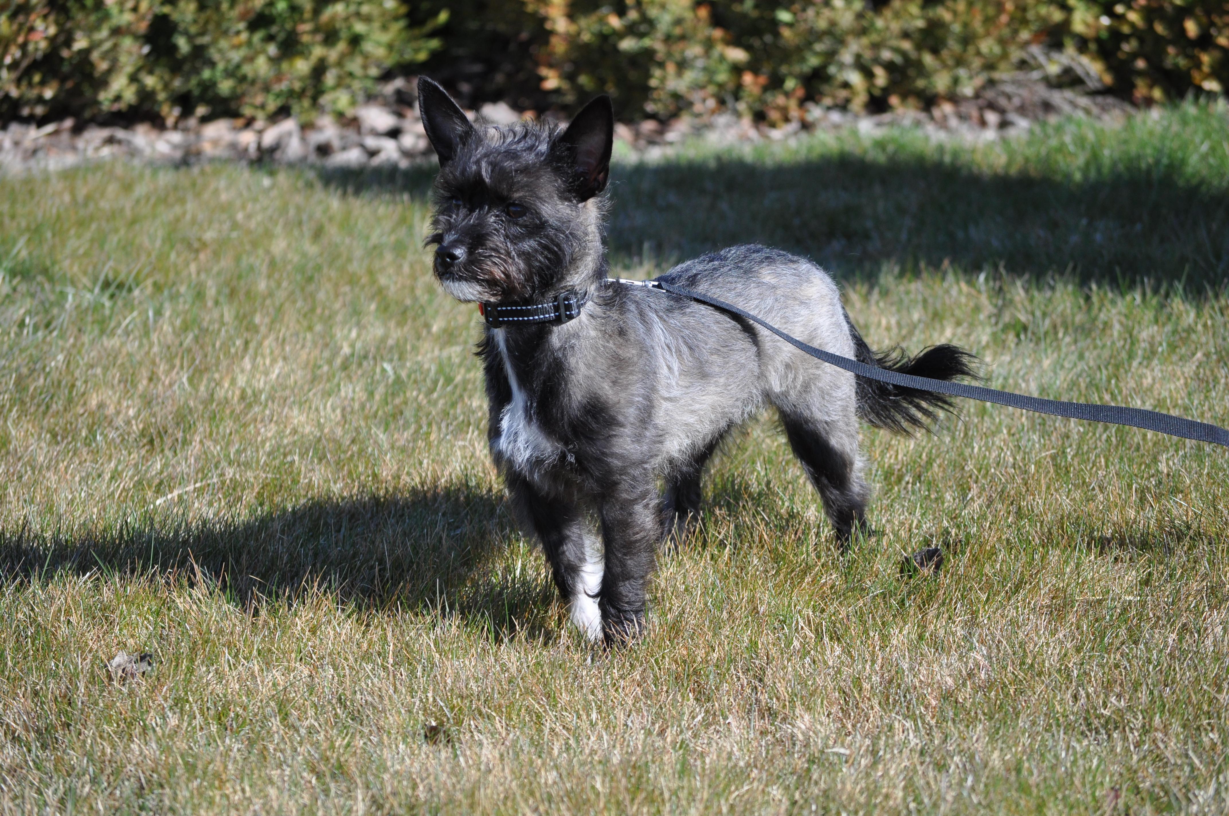 Zoe, a ADOPTABLE mixed breed in Union Gap, WA image 6/6