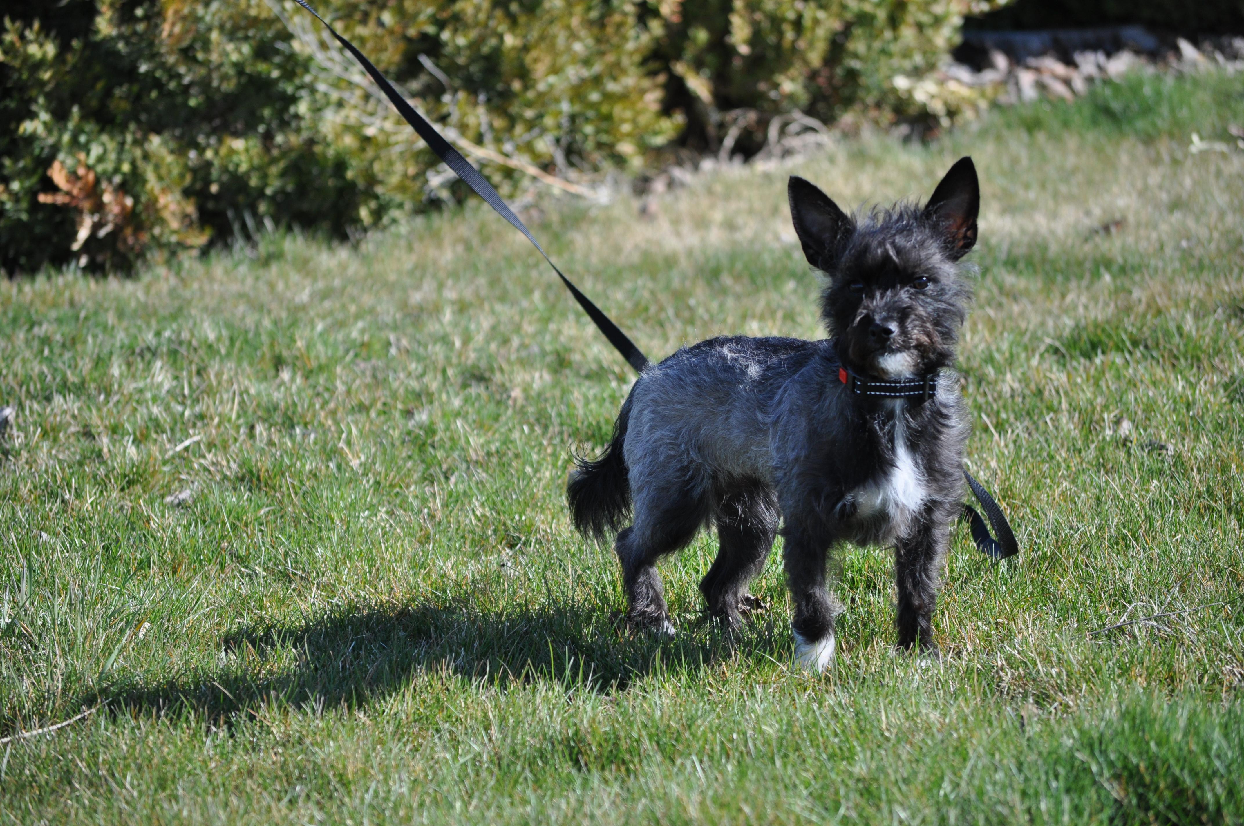 Zoe, a ADOPTABLE mixed breed in Union Gap, WA image 4/6