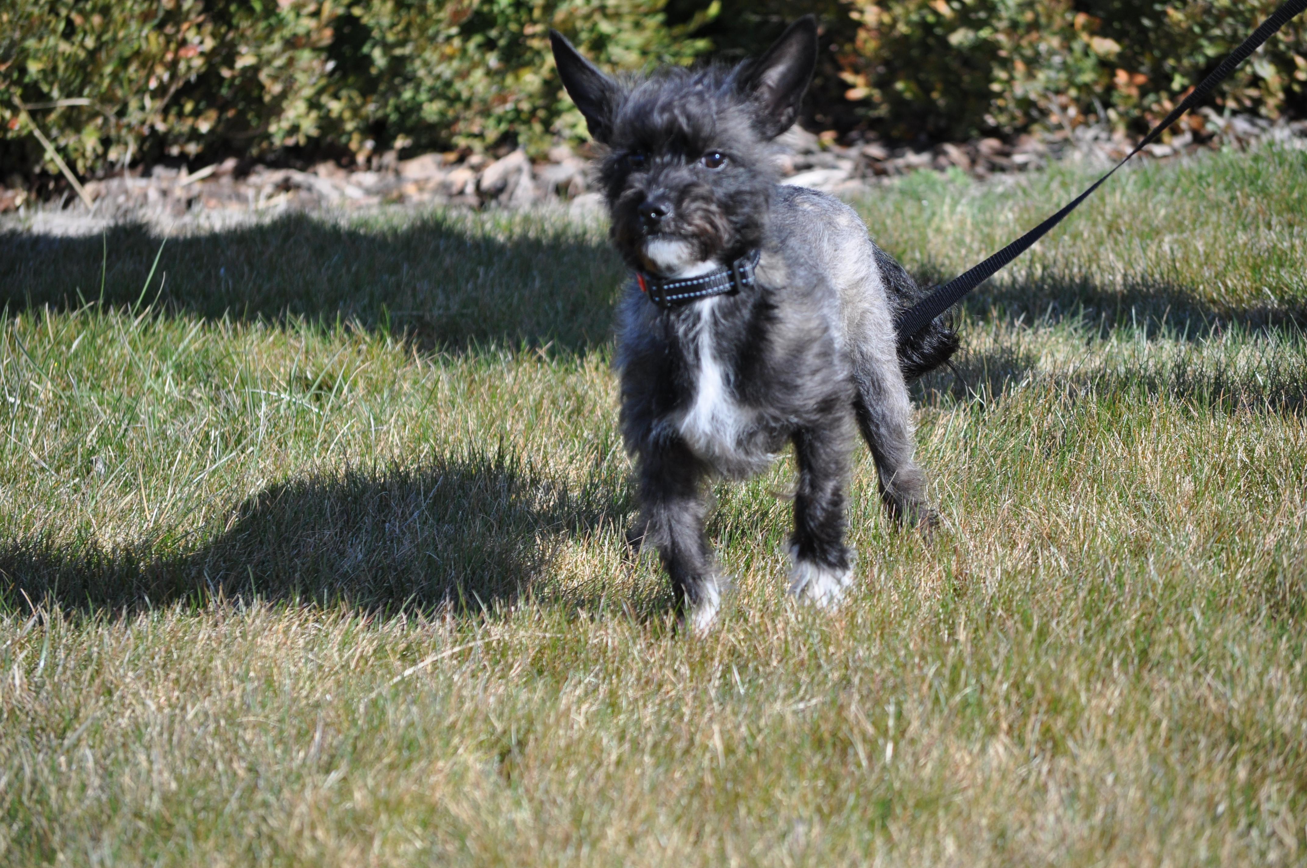 Zoe, a ADOPTABLE mixed breed in Union Gap, WA image 3/6