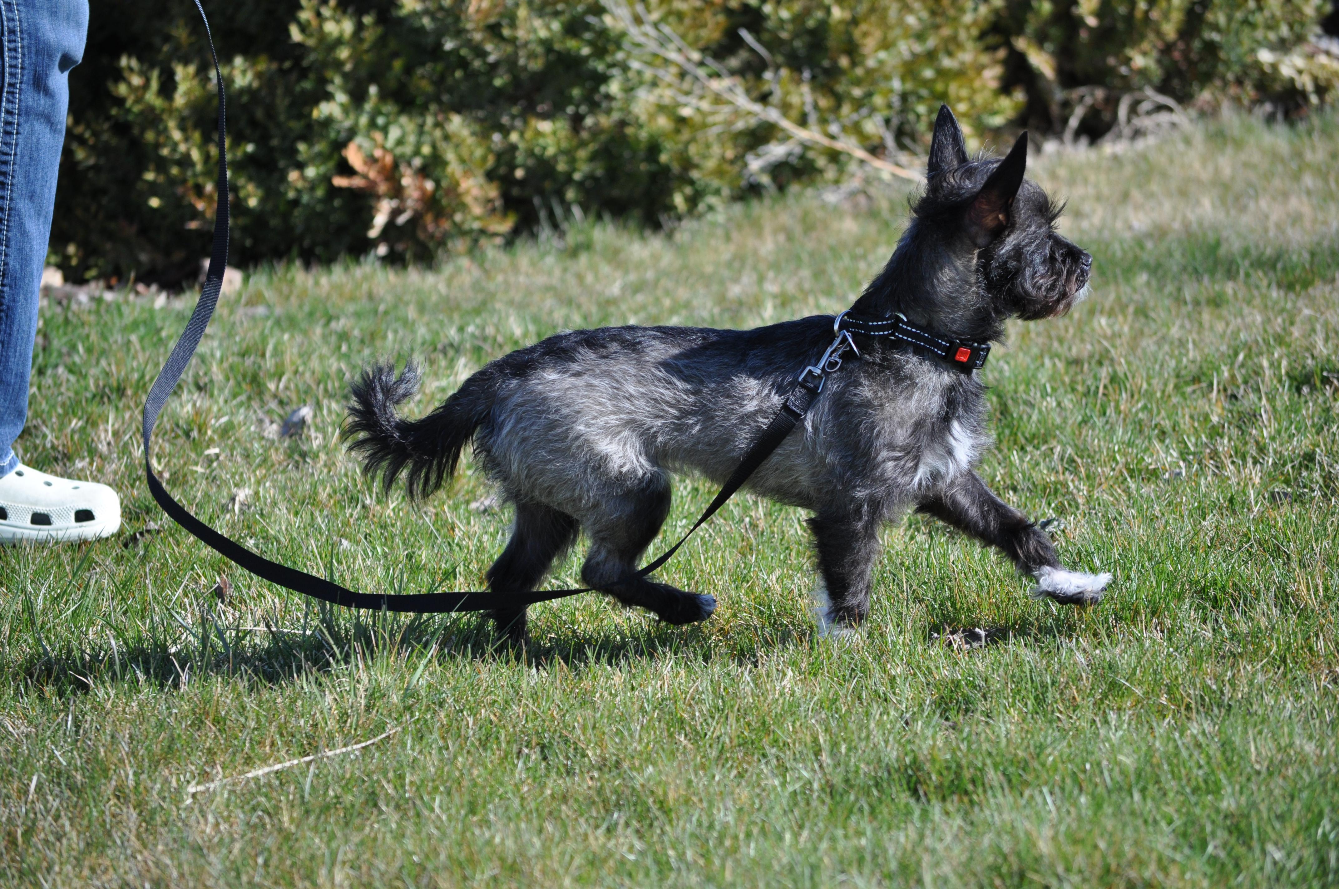 Zoe, a ADOPTABLE mixed breed in Union Gap, WA image 2/6