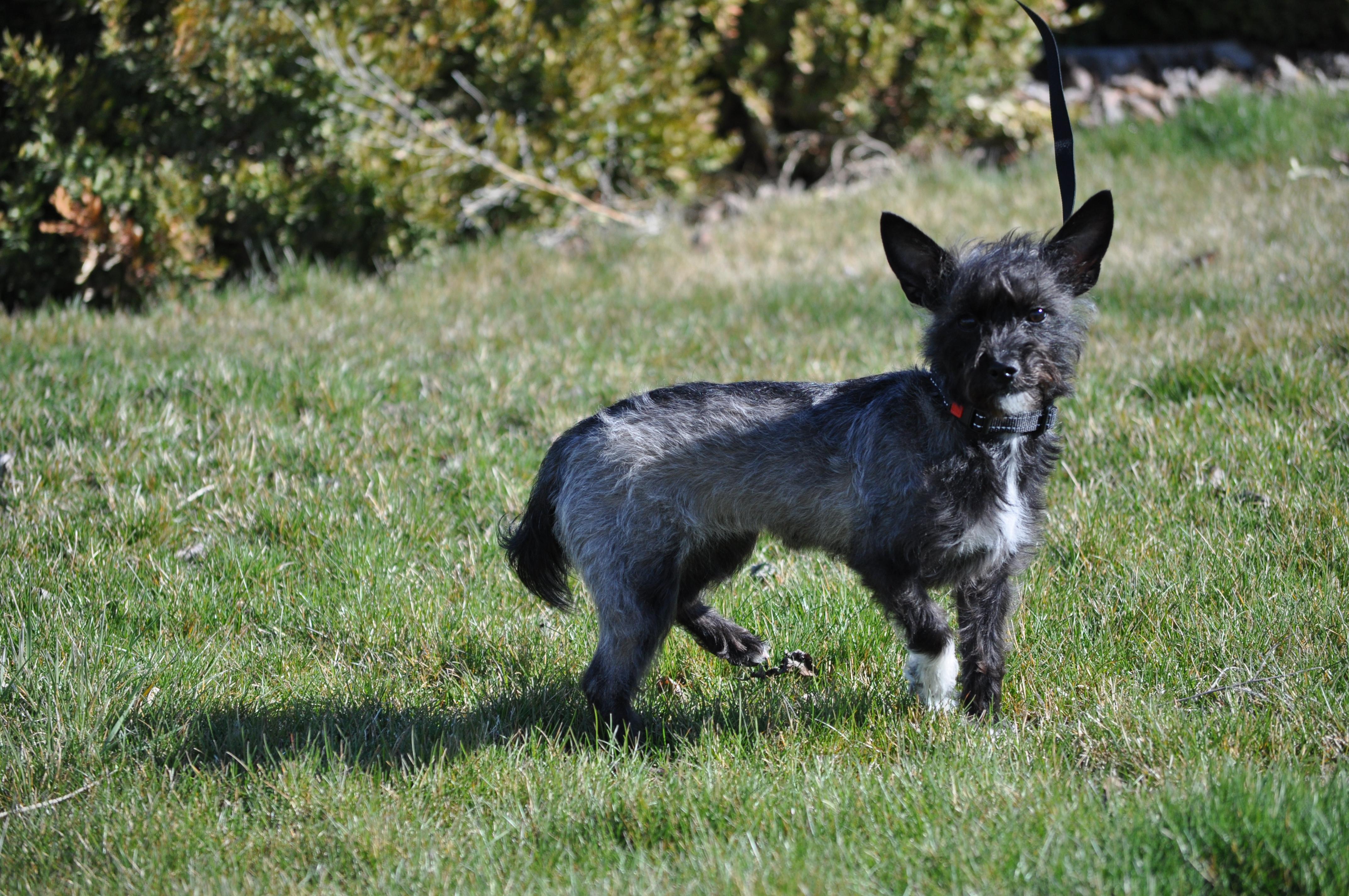 Zoe, ADOPTABLE, Young Female Terrier.