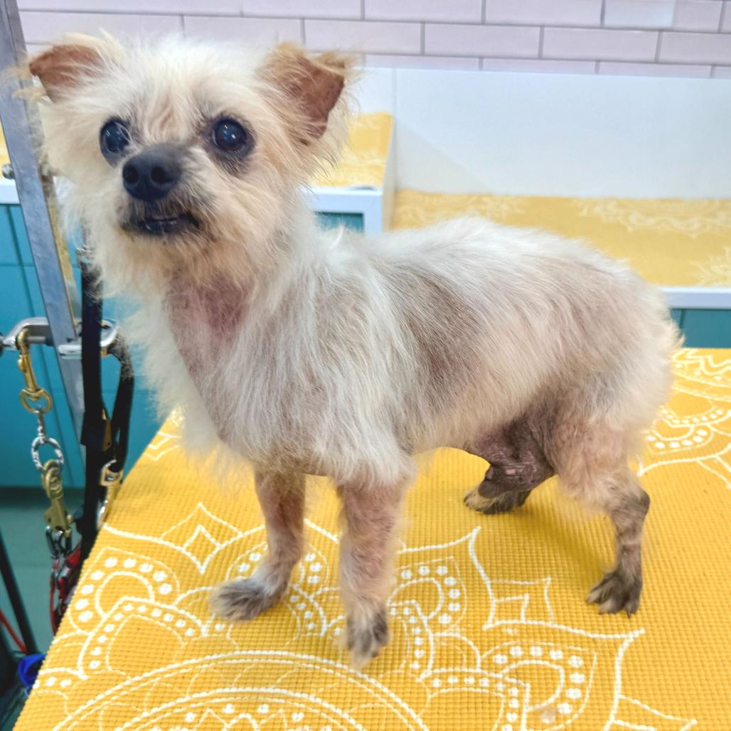 Enlarge Castro 14109, a Adoptable Yorkshire Terrier in San Francisco, CA image 1/6
