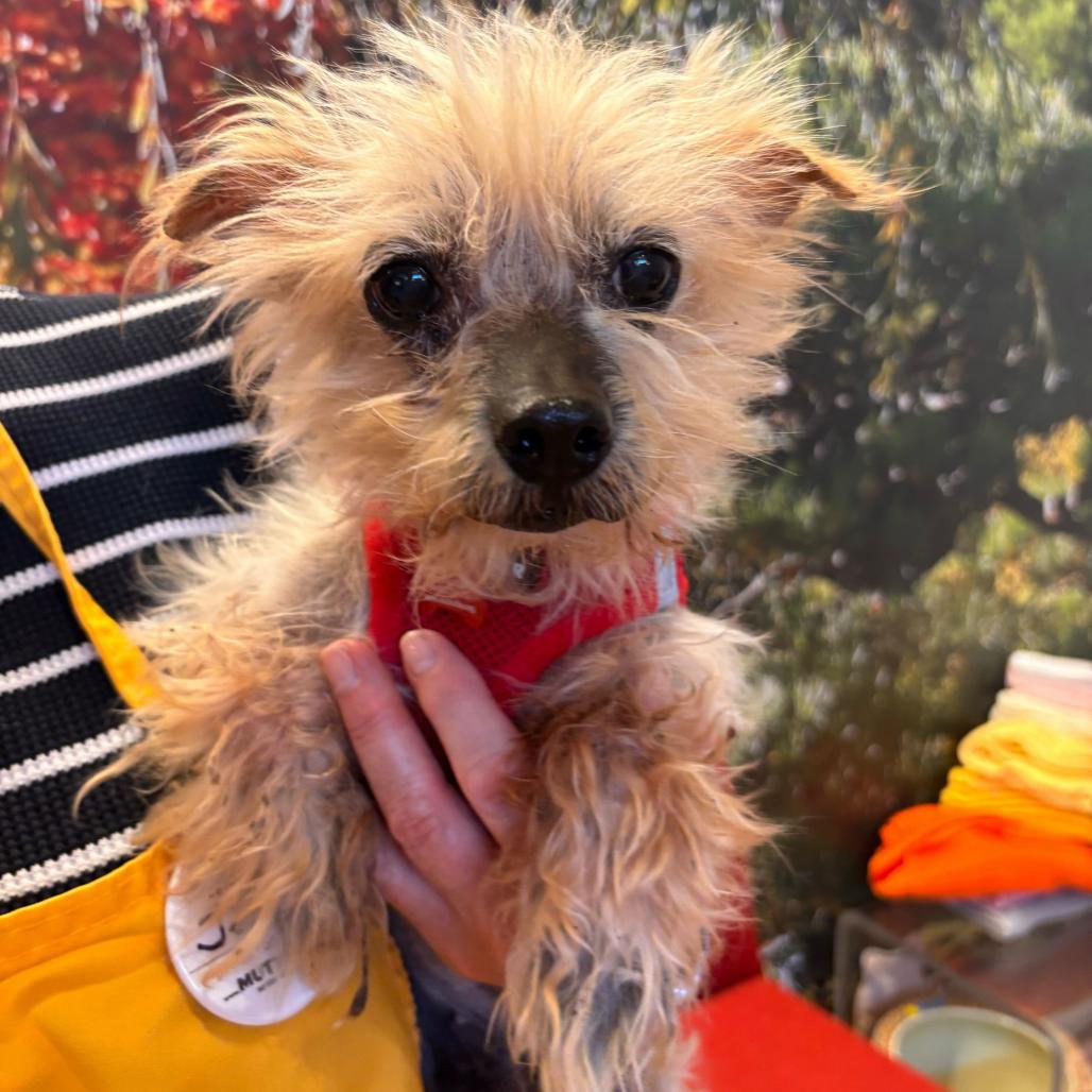 Enlarge Castro 14109, a Adoptable Yorkshire Terrier in San Francisco, CA image 2/6