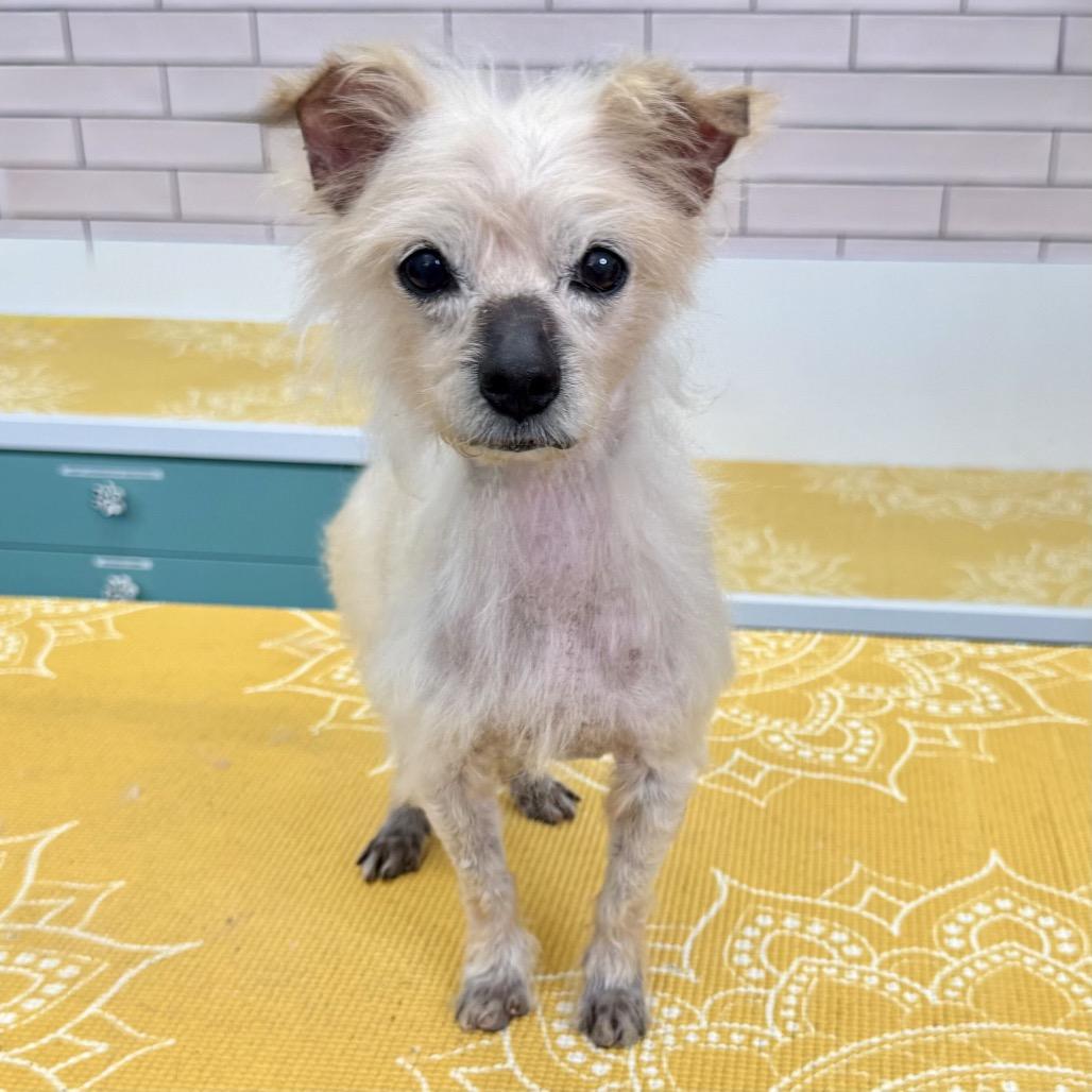 Enlarge Castro 14109, a Adoptable Yorkshire Terrier in San Francisco, CA image 3/6