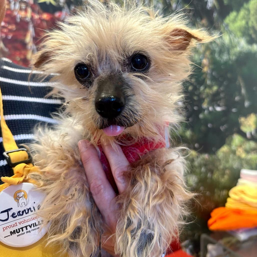 Enlarge Castro 14109, a Adoptable Yorkshire Terrier in San Francisco, CA image 4/6