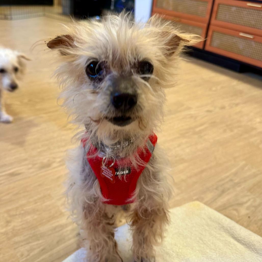 Enlarge Castro 14109, a Adoptable Yorkshire Terrier in San Francisco, CA image 5/6