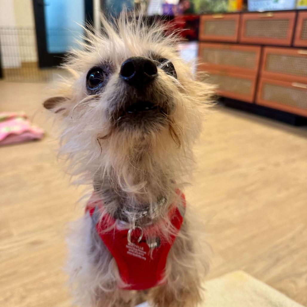 Enlarge Castro 14109, a Adoptable Yorkshire Terrier in San Francisco, CA image 6/6